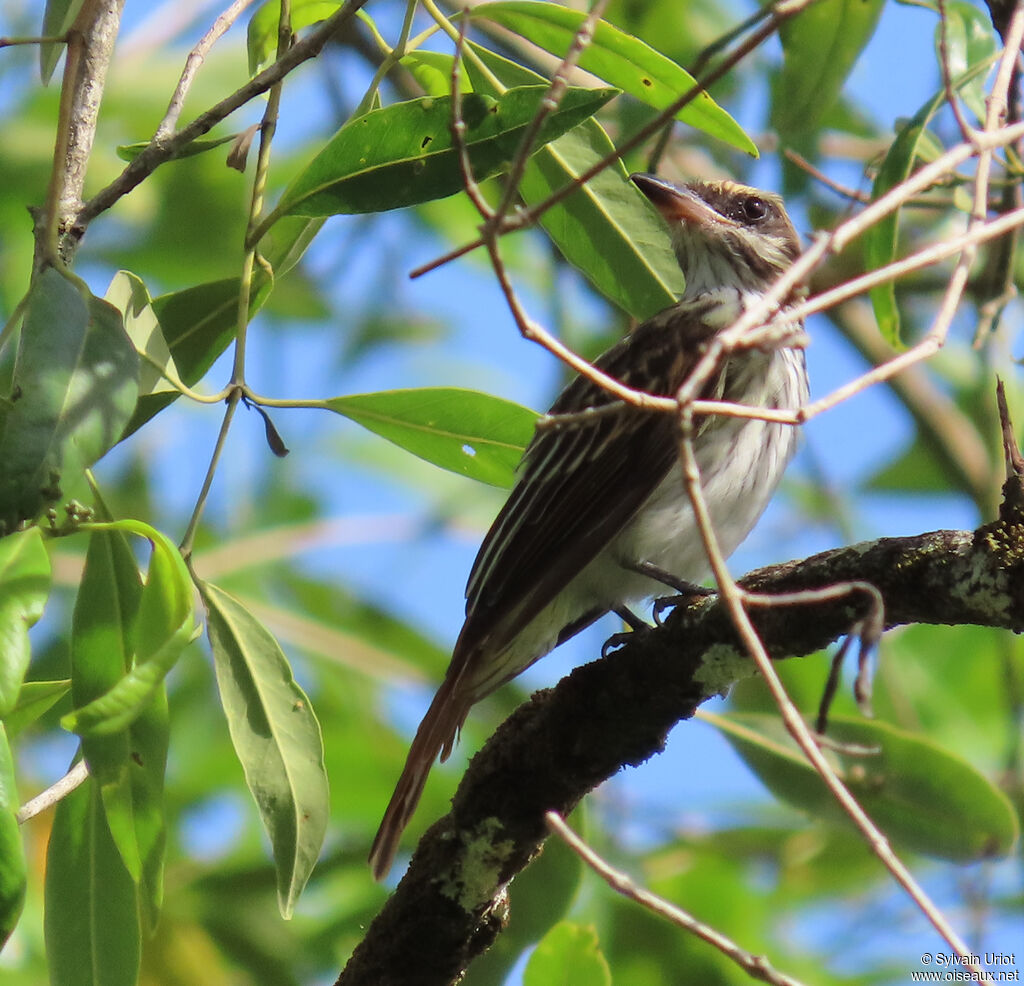 Tyran audacieuxadulte