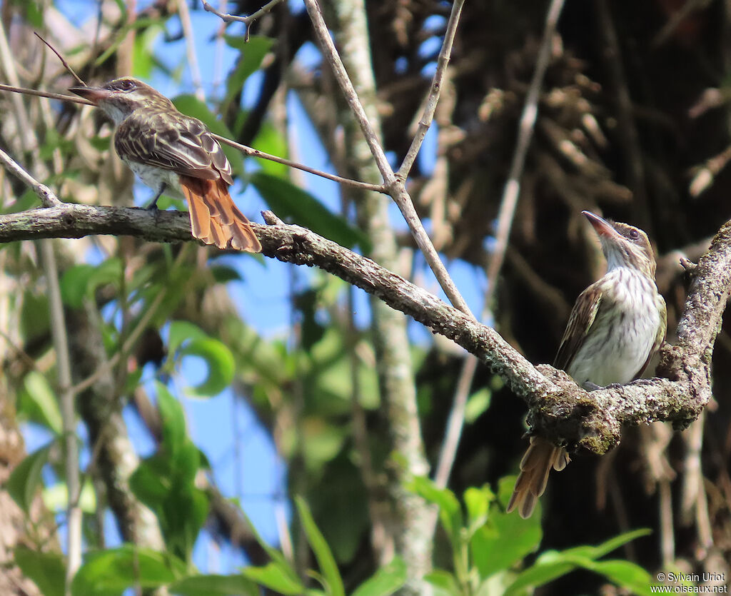 Tyran audacieuxadulte