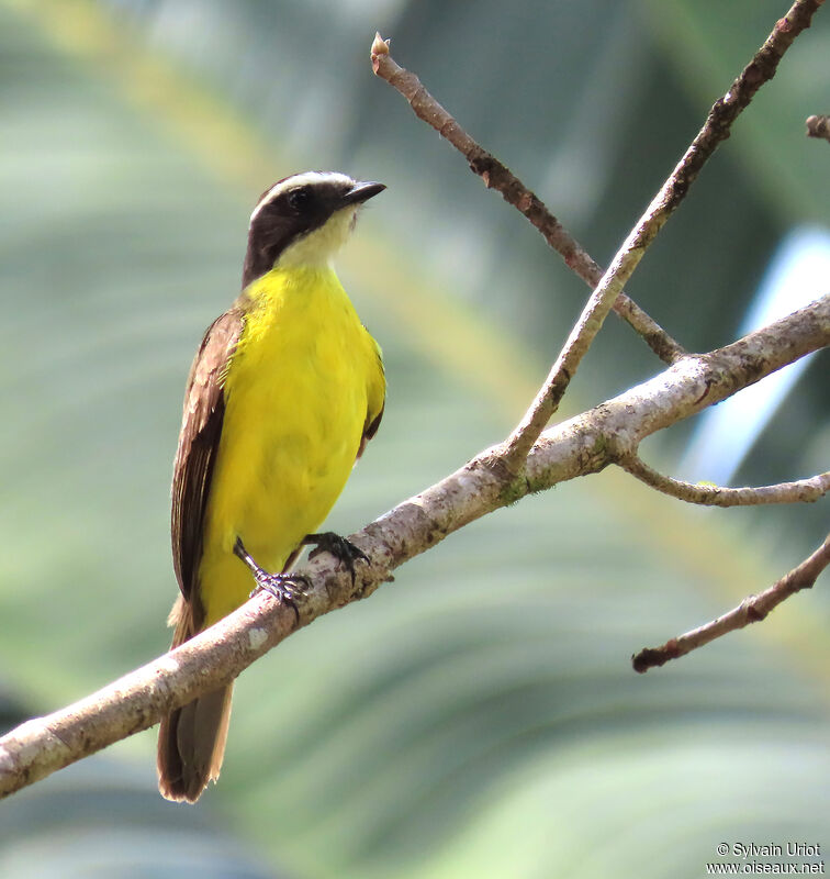 Tyran de Cayenne