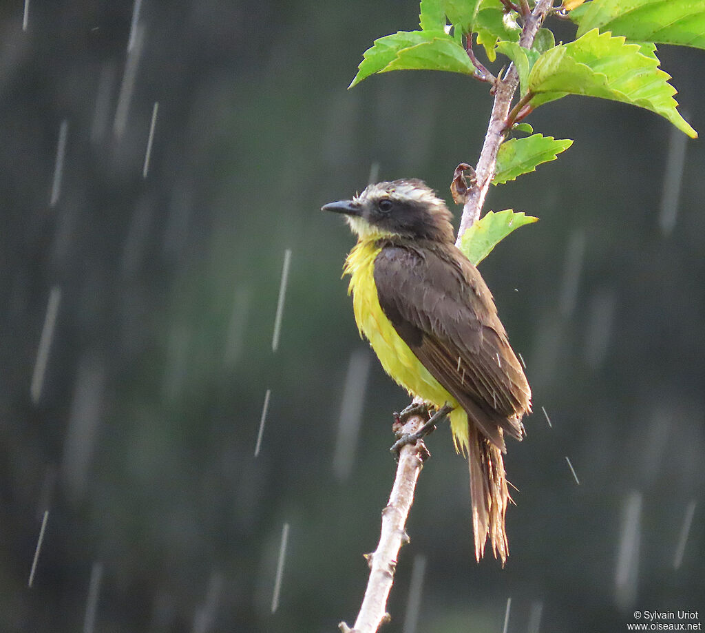 Tyran de Cayenneadulte