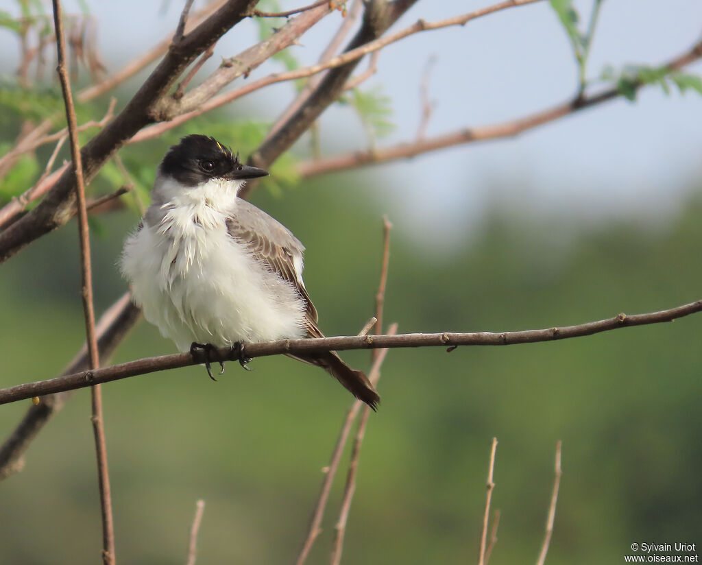 Fork-tailed Flycatcher