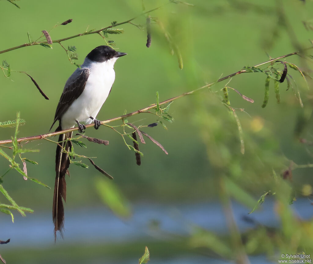 Fork-tailed Flycatcher