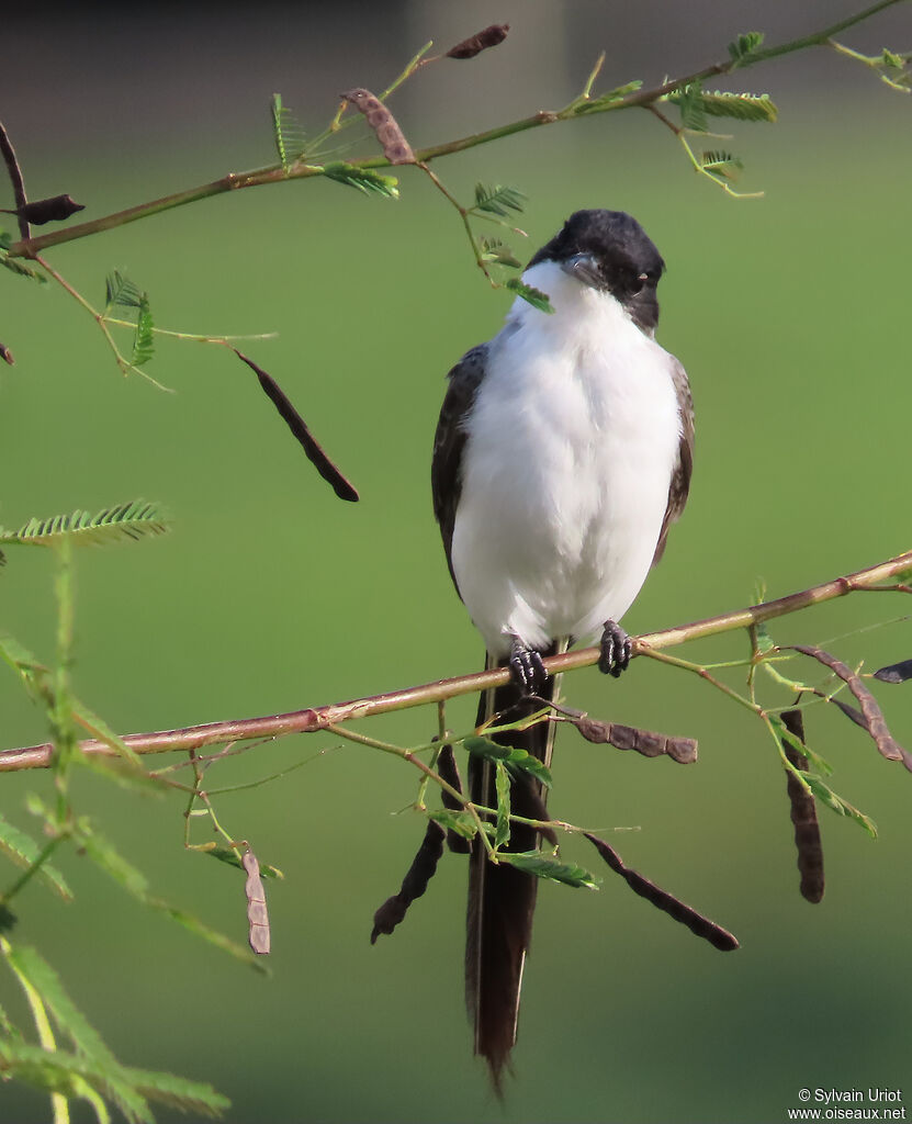 Fork-tailed Flycatcher