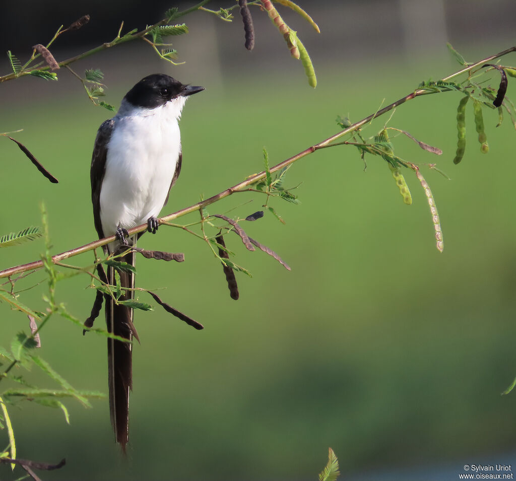 Fork-tailed Flycatcher