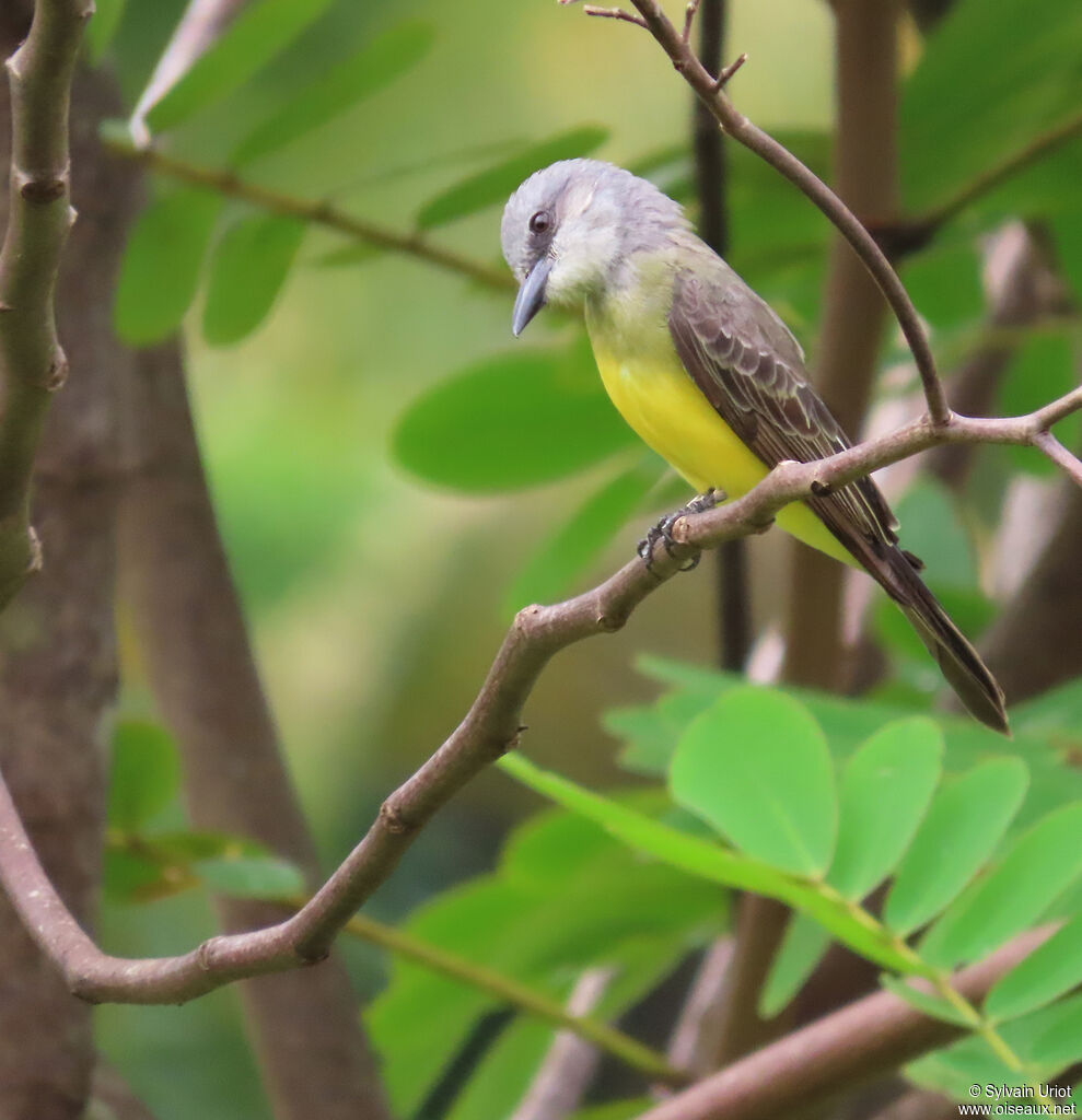 Tyran mélancoliqueadulte