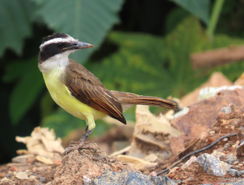 Tyran quiquivijuvénile