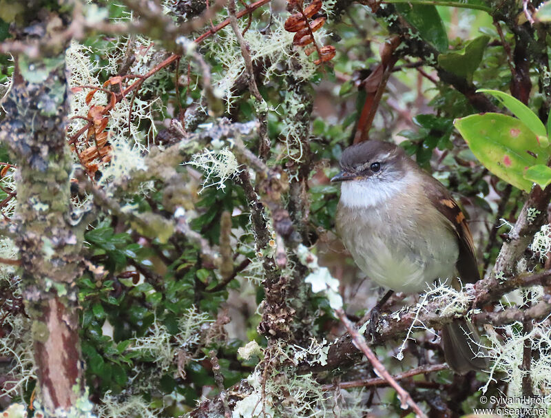 White-throated Tyrannuletadult