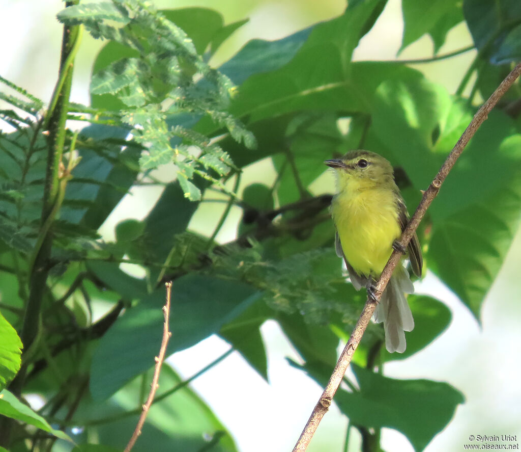 Tyranneau flavéoleadulte