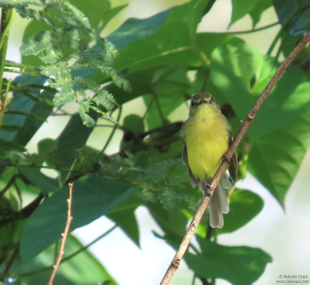 Tyranneau flavéoleadulte