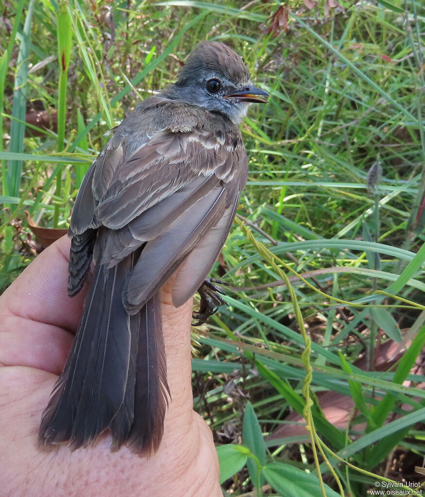 Amazonian Scrub Flycatcheradult