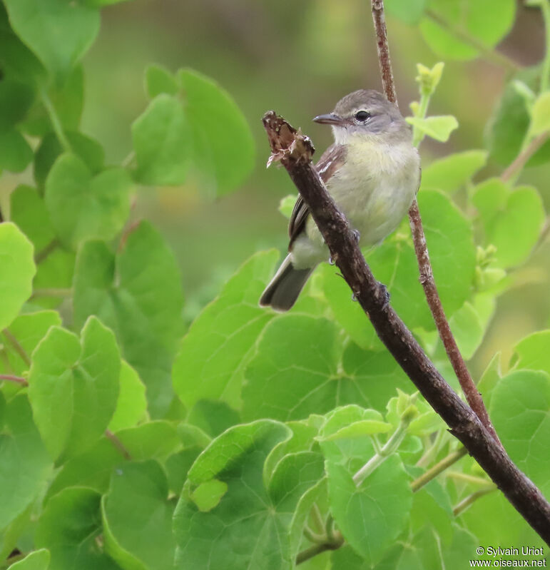 Southern Beardless Tyrannuletadult