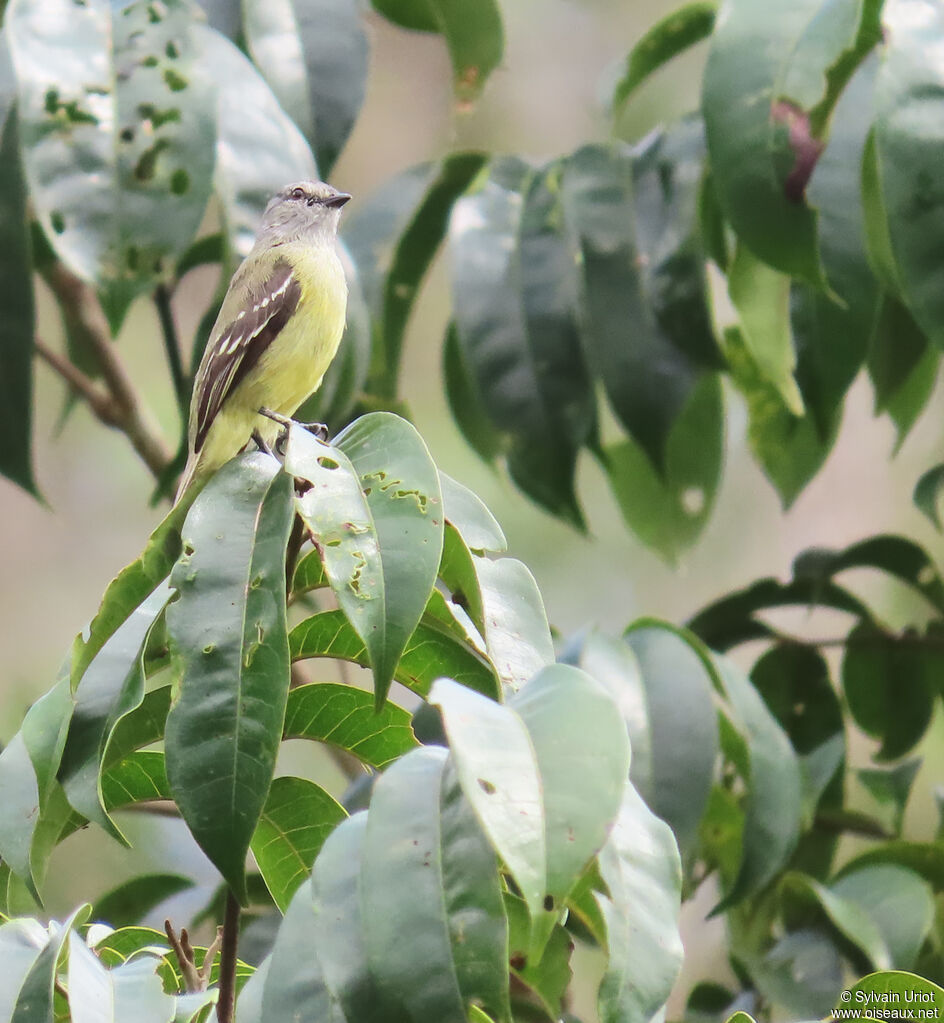 Tyranneau roiteletadulte