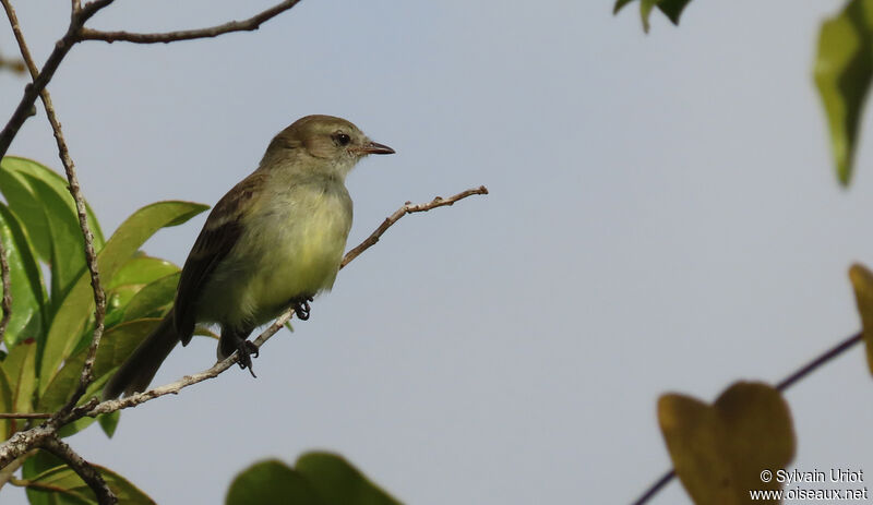 Southern Mouse-colored Tyrannulet