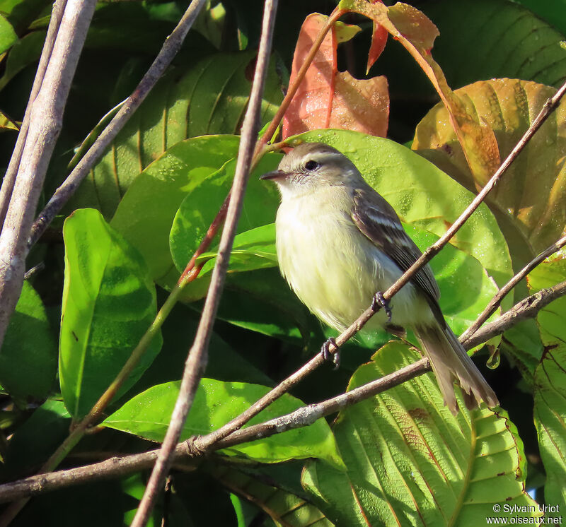 Tyranneau sourisadulte