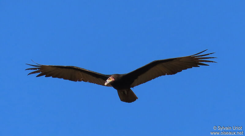 Lesser Yellow-headed Vultureadult