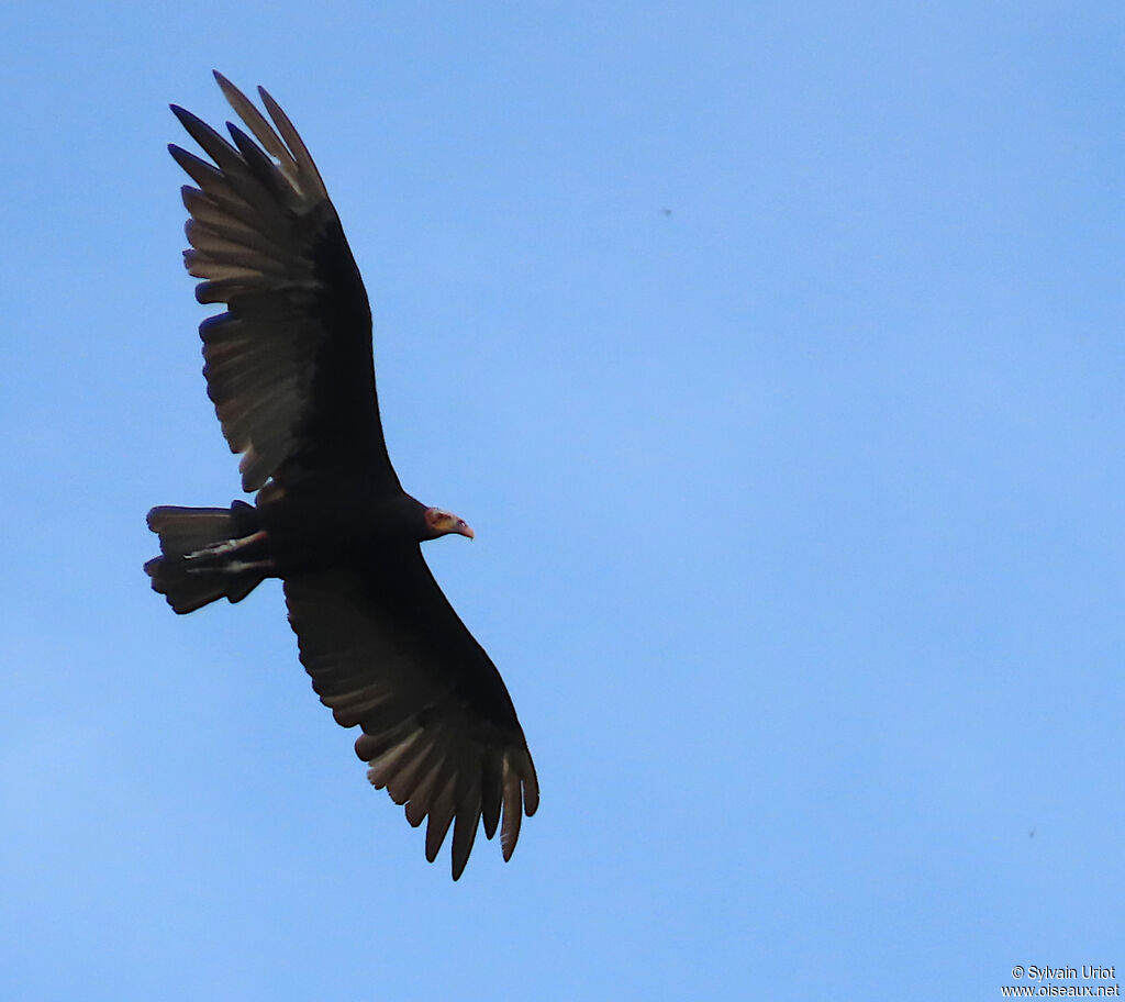 Urubu à tête jauneadulte