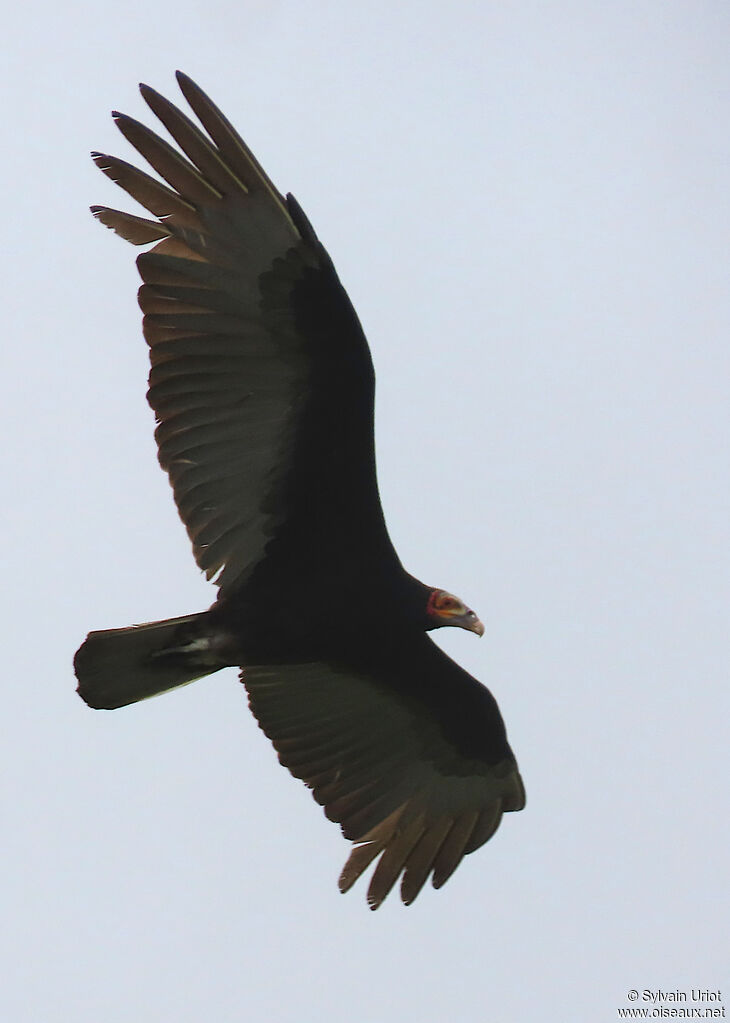 Urubu à tête jauneadulte