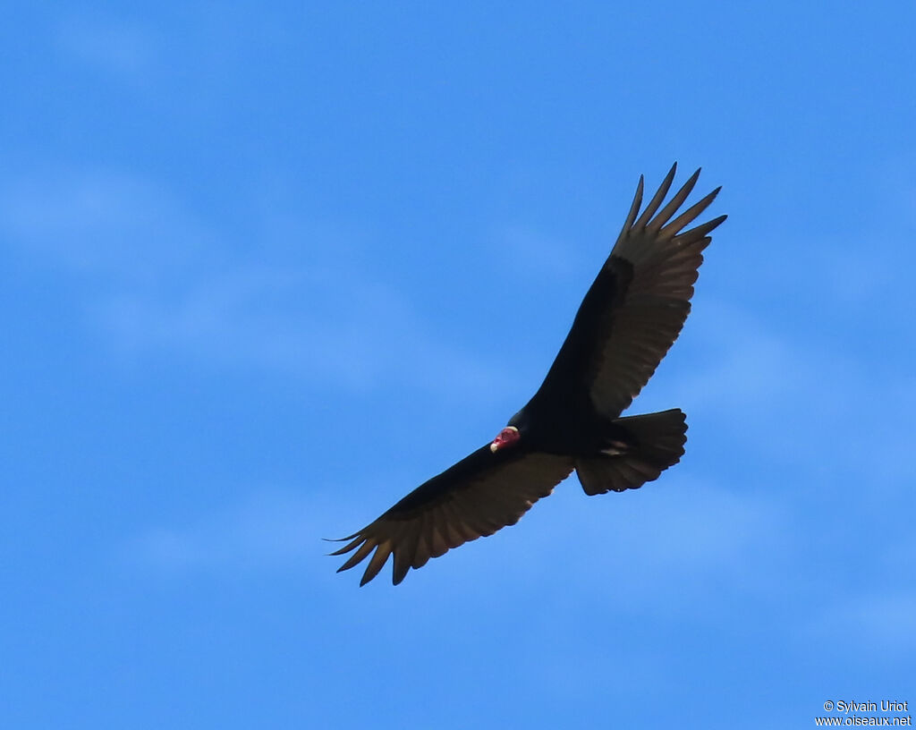 Urubu à tête rougeadulte