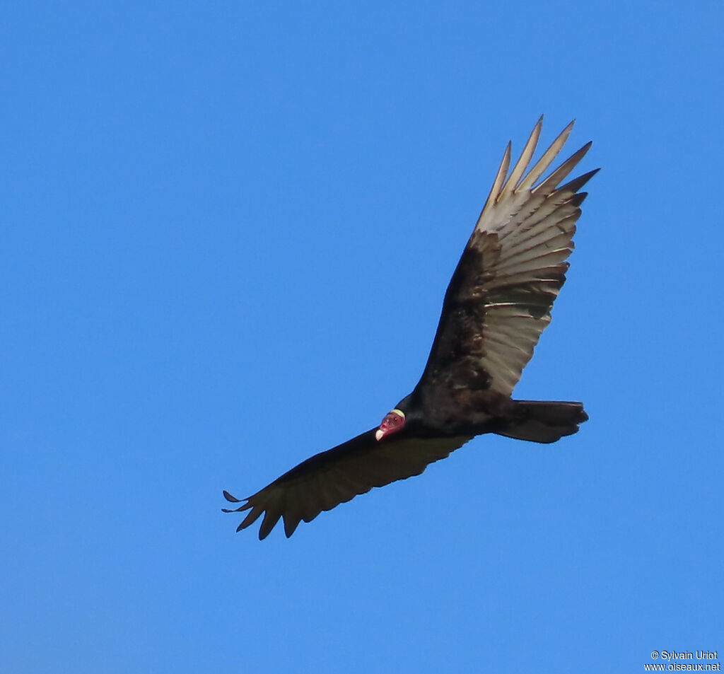 Turkey Vulture
