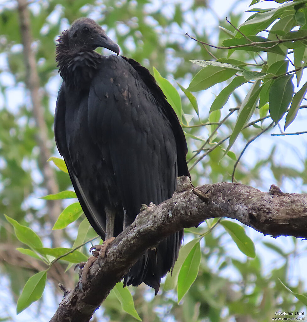 Black Vulture