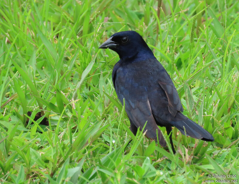 Shiny Cowbird male adult