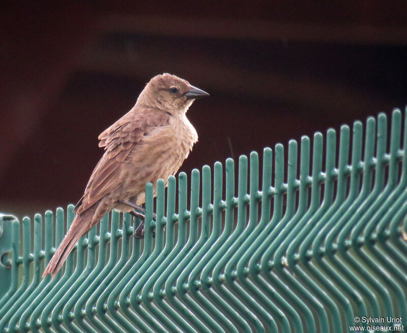 Shiny Cowbird female adult