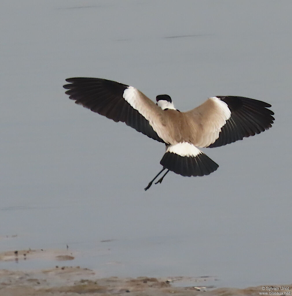 Spur-winged Lapwingadult