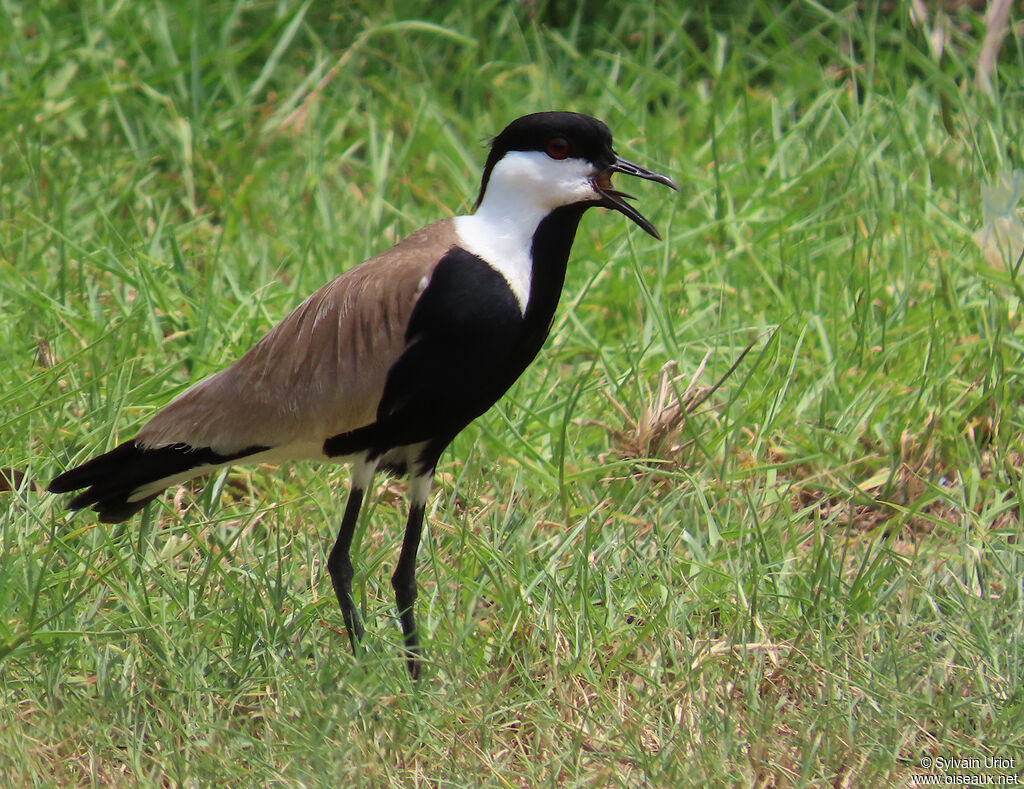 Spur-winged Lapwingadult