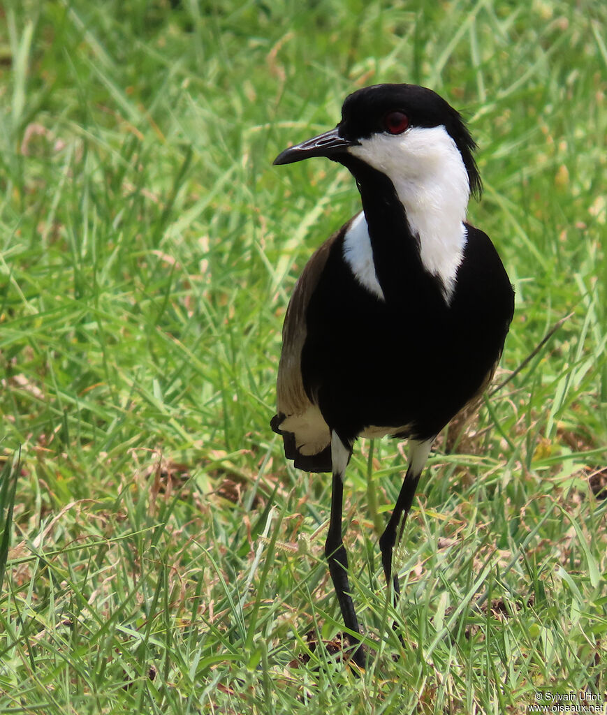 Spur-winged Lapwingadult