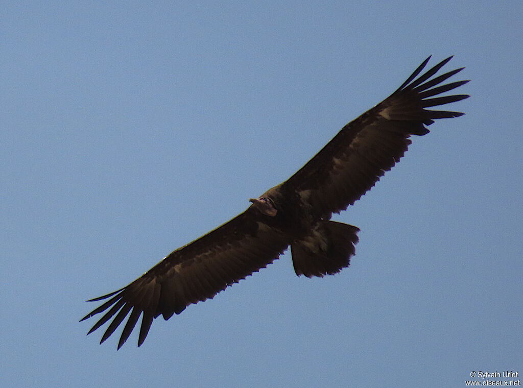Vautour charognardadulte