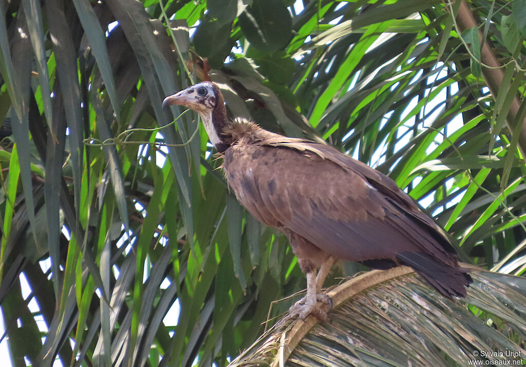 Vautour charognardimmature