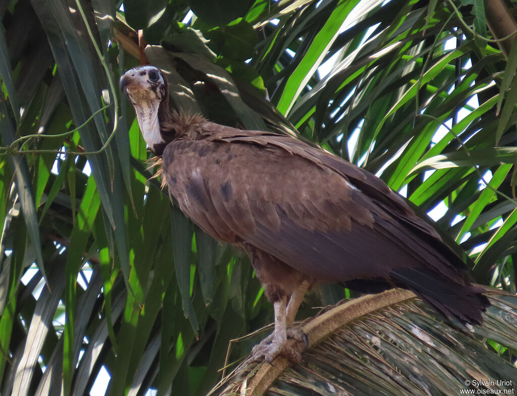 Vautour charognardimmature