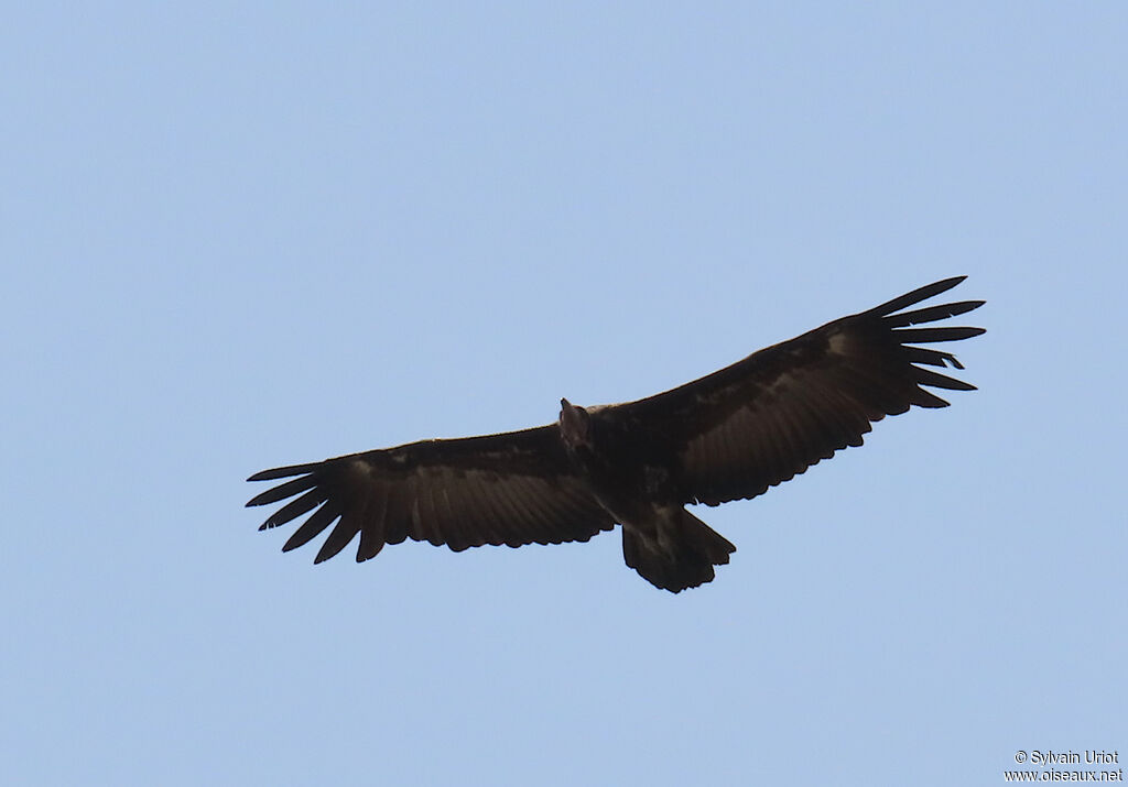 Vautour charognardadulte