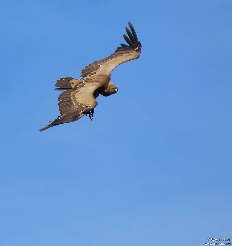 Griffon Vulture