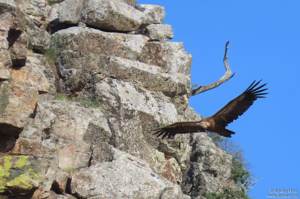 Griffon Vulture
