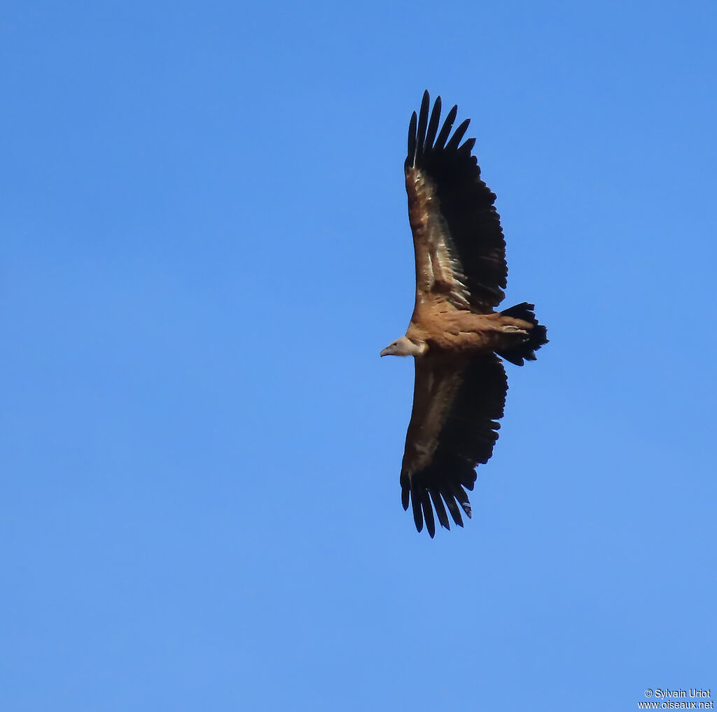 Griffon Vulture