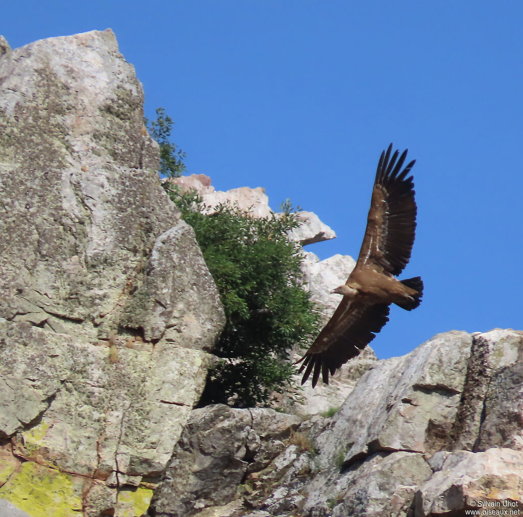 Griffon Vulture