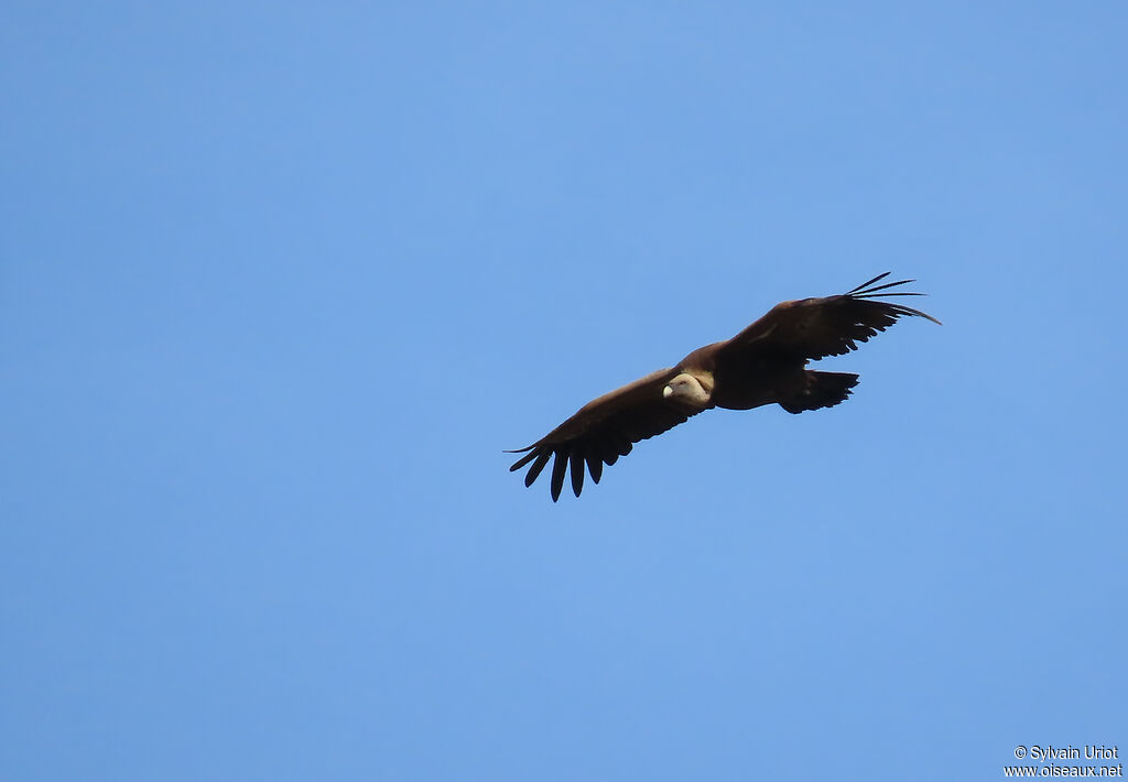 Griffon Vulture