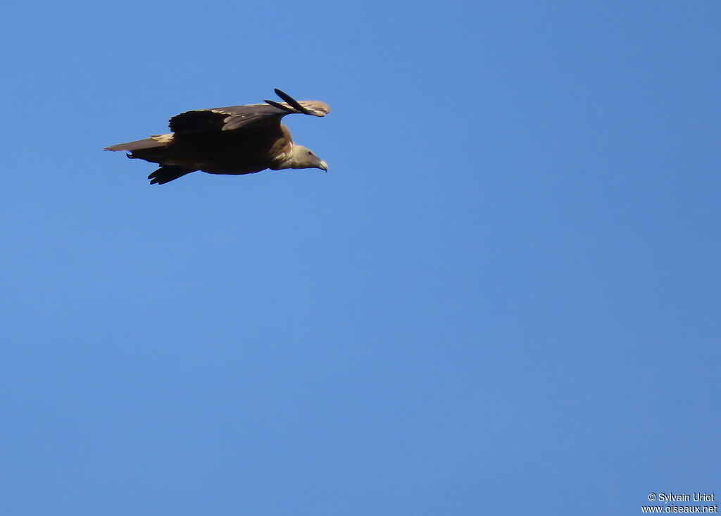 Griffon Vulture