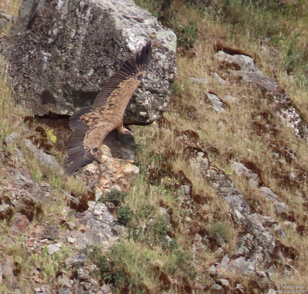Griffon Vulture