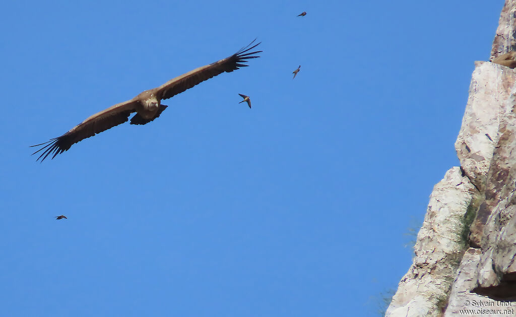 Griffon Vulture