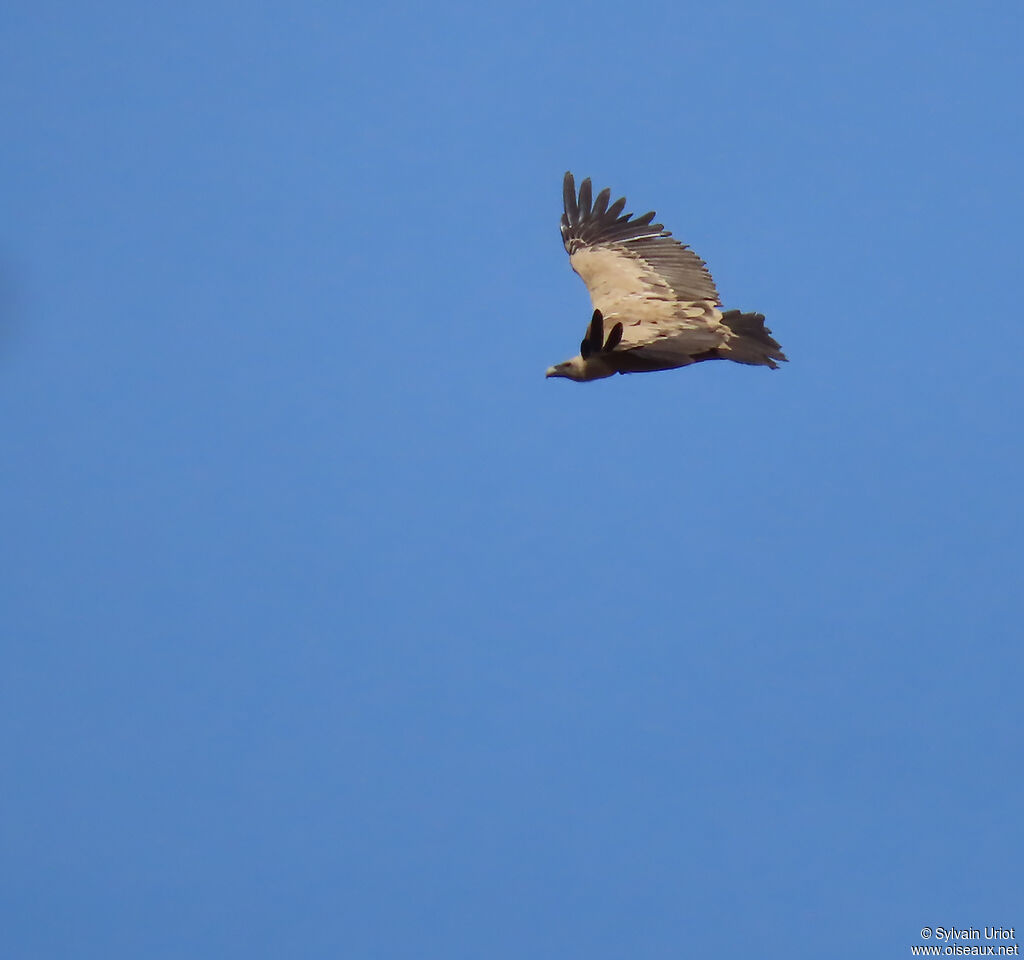 Griffon Vulture