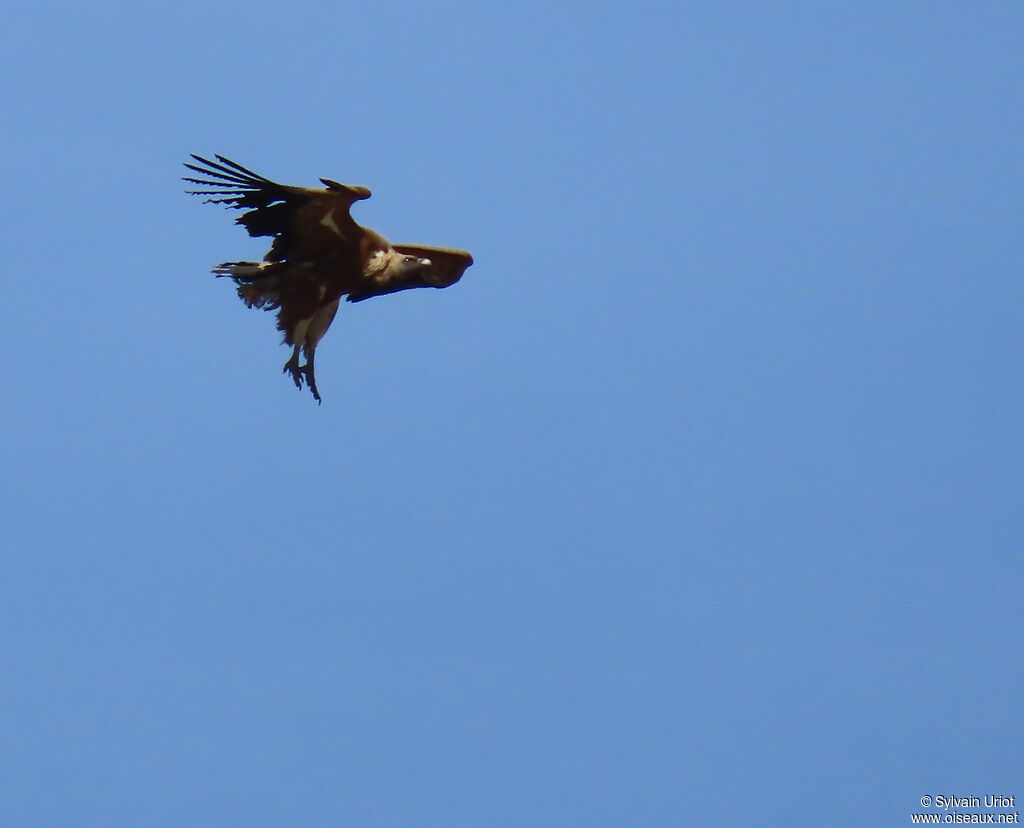 Griffon Vulture