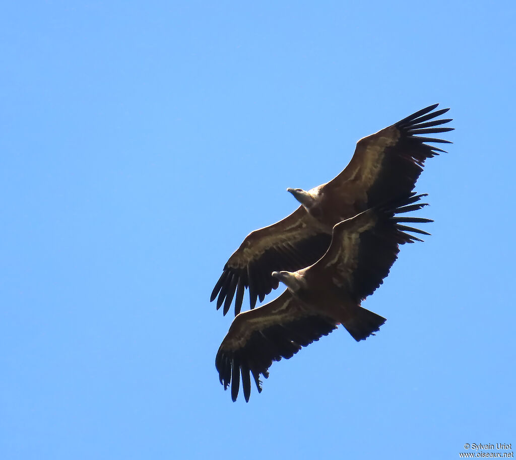 Griffon Vulture