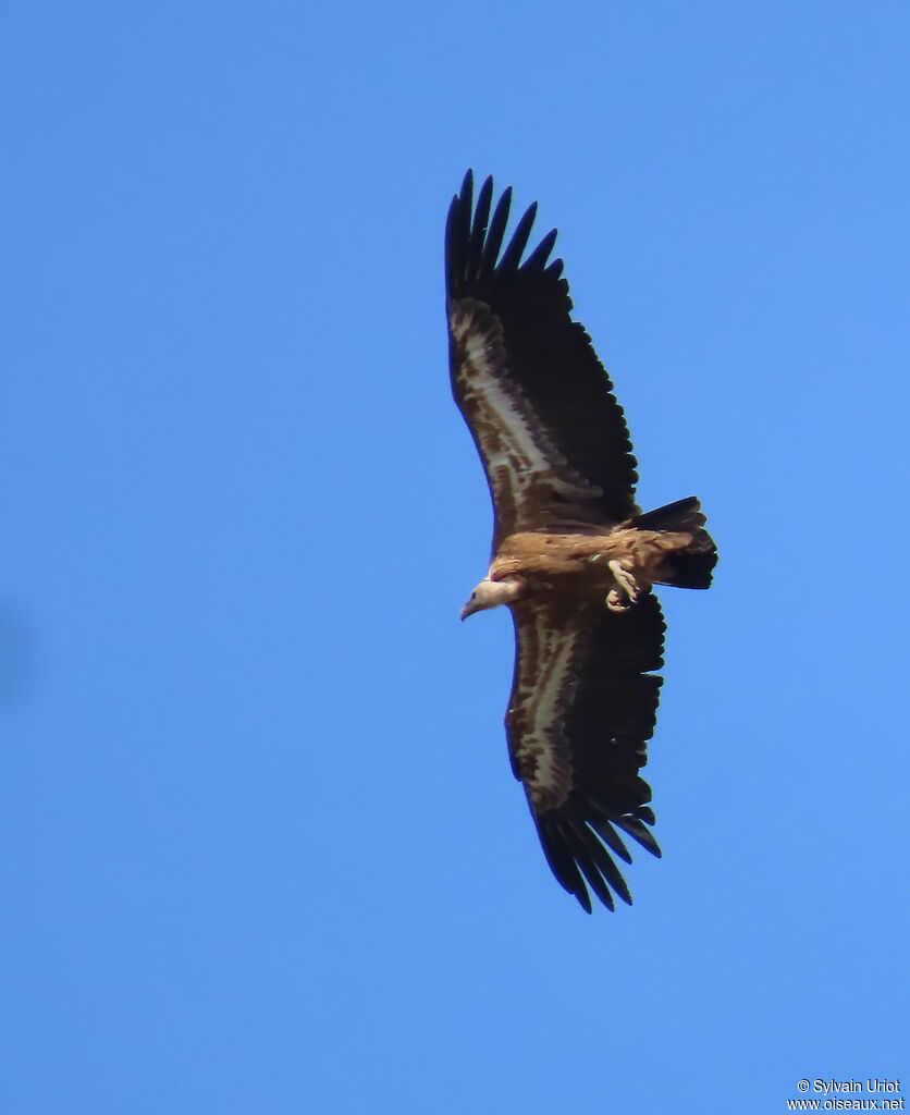 Griffon Vulture