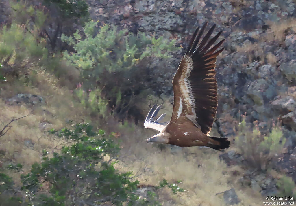 Griffon Vulture