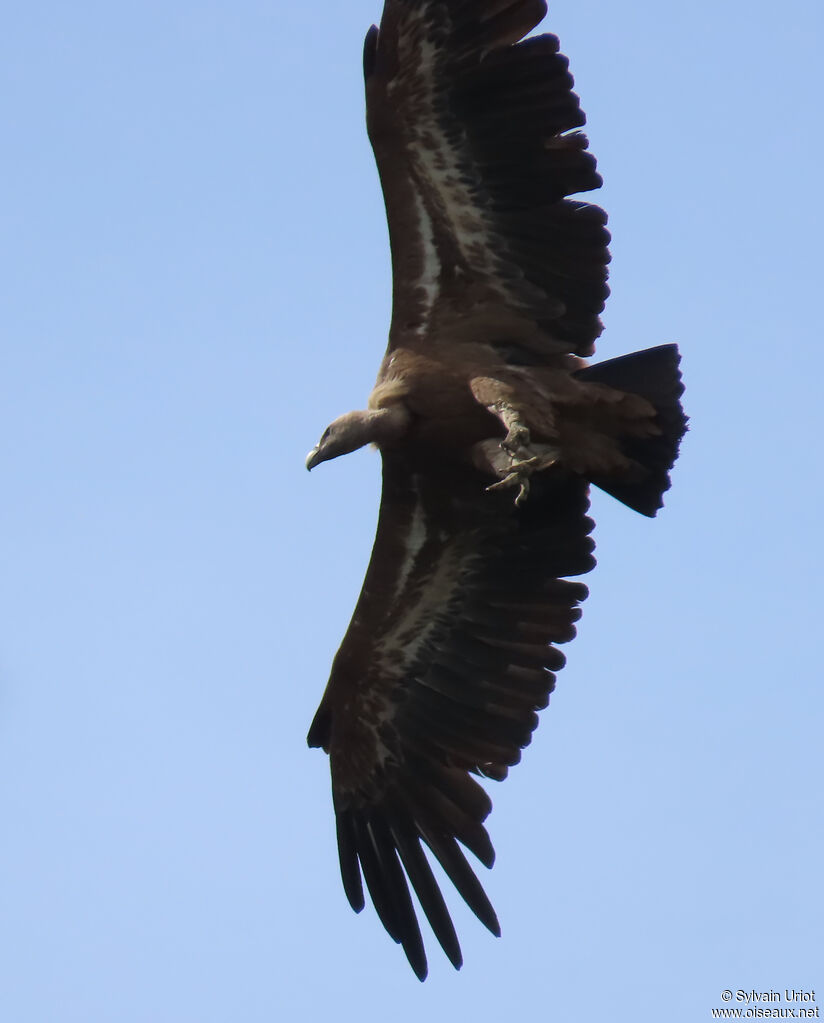 Griffon Vulture