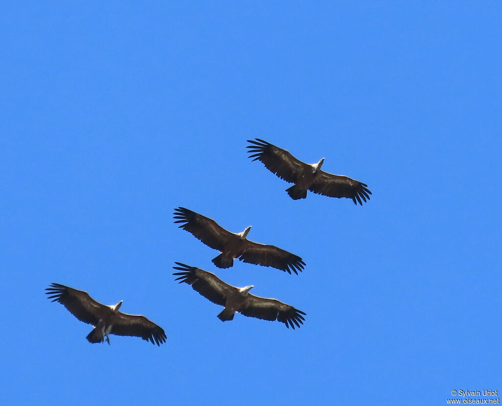 Griffon Vulture