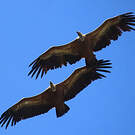 Vautour fauve