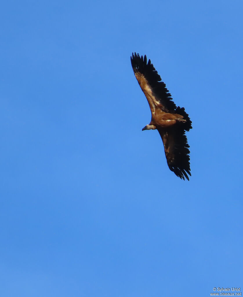 Griffon Vulture
